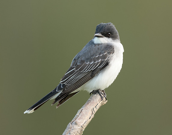 Eastern Kingbird Tyrannus tyrannus