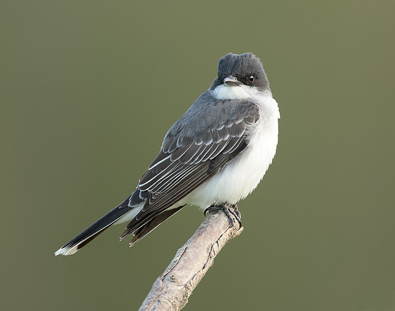 Eastern Kingbird Tyrannus tyrannus