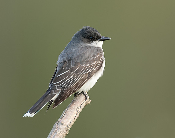 Eastern Kingbird Tyrannus tyrannus