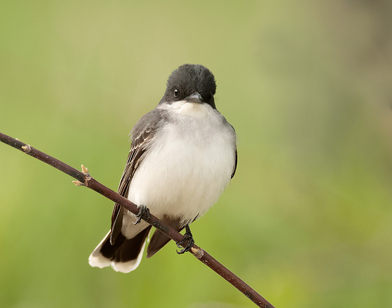 Eastern Kingbird Tyrannus tyrannus