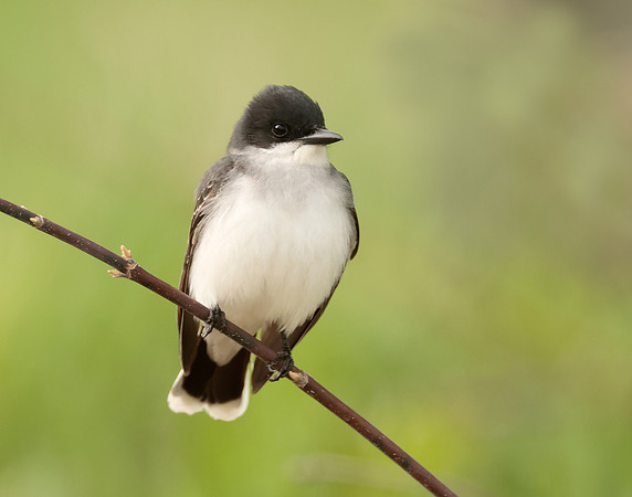 Eastern Kingbird Tyrannus tyrannus