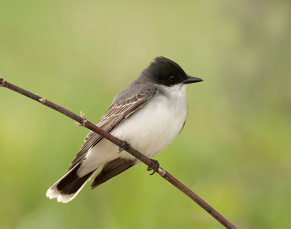 Eastern Kingbird Tyrannus tyrannus
