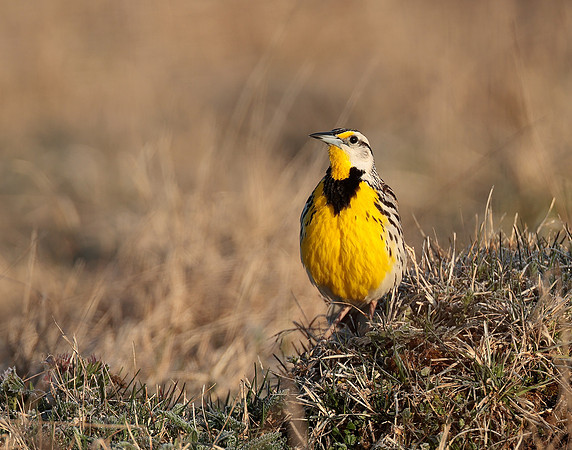 Eastern Meadowlark Sturnella magna