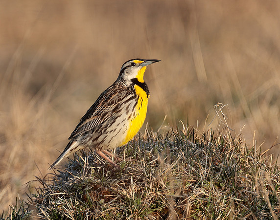 Eastern Meadowlark Sturnella magna