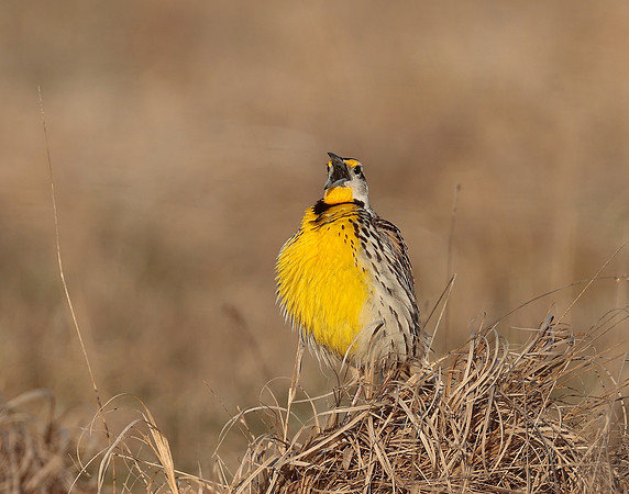 Eastern Meadowlark Sturnella magna