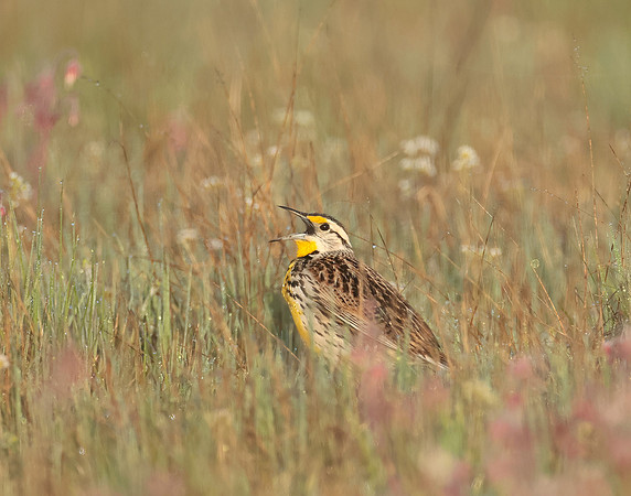 Eastern Meadowlark Sturnella magna