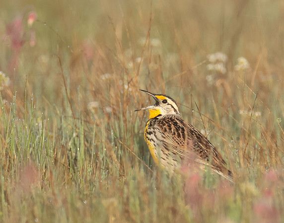 Eastern Meadowlark Sturnella magna