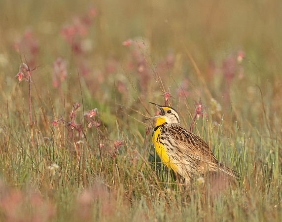 Eastern Meadowlark Sturnella magna
