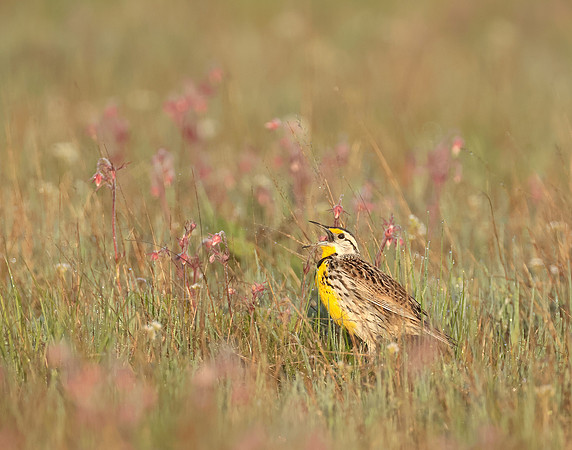Eastern Meadowlark Sturnella magna