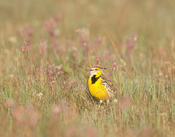 Eastern Meadowlark Sturnella magna