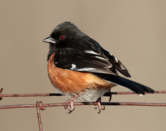 Eastern Towhee Pipilo erythrophthalmus