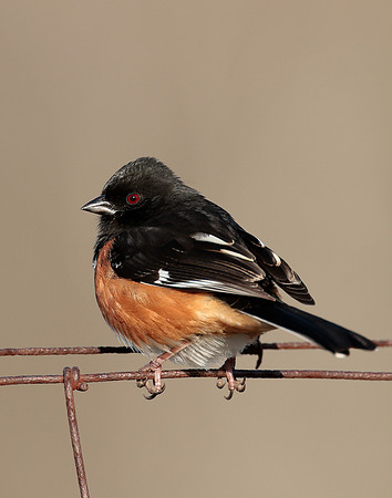 Eastern Towhee Pipilo erythrophthalmus
