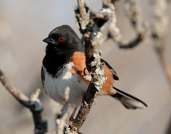 Eastern Towhee Pipilo erythrophthalmus