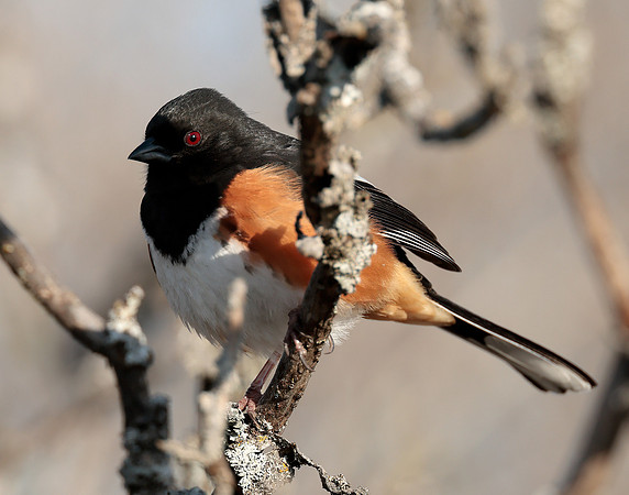 Eastern Towhee Pipilo erythrophthalmus