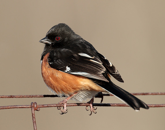 Eastern Towhee Pipilo erythrophthalmus
