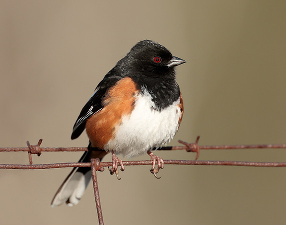 Eastern Towhee Pipilo erythrophthalmus