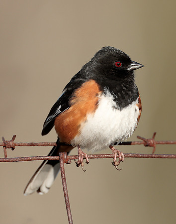 Eastern Towhee Pipilo erythrophthalmus