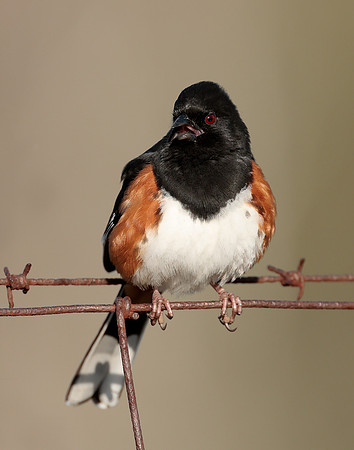 Eastern Towhee Pipilo erythrophthalmus