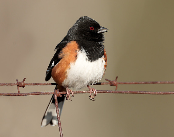 Eastern Towhee Pipilo erythrophthalmus