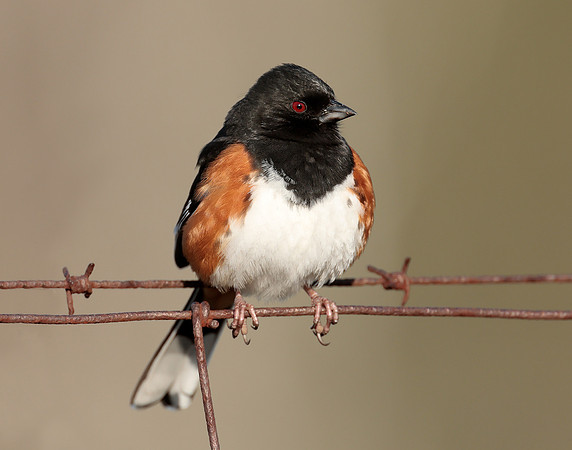 Eastern Towhee Pipilo erythrophthalmus