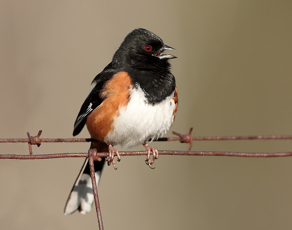 Eastern Towhee Pipilo erythrophthalmus