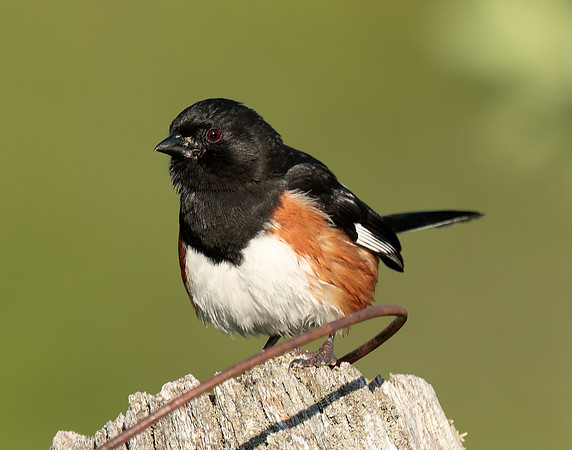 Eastern Towhee Pipilo erythrophthalmus