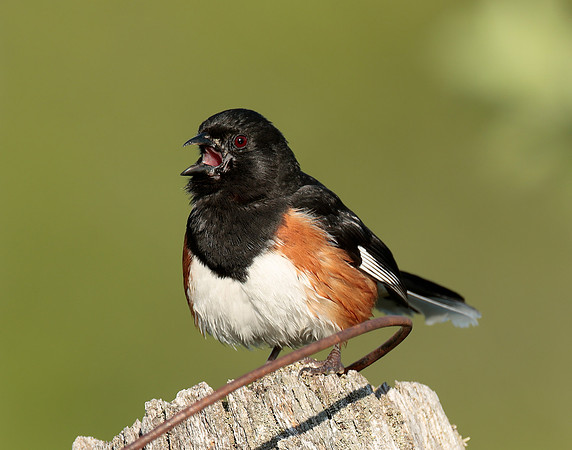 Eastern Towhee Pipilo erythrophthalmus