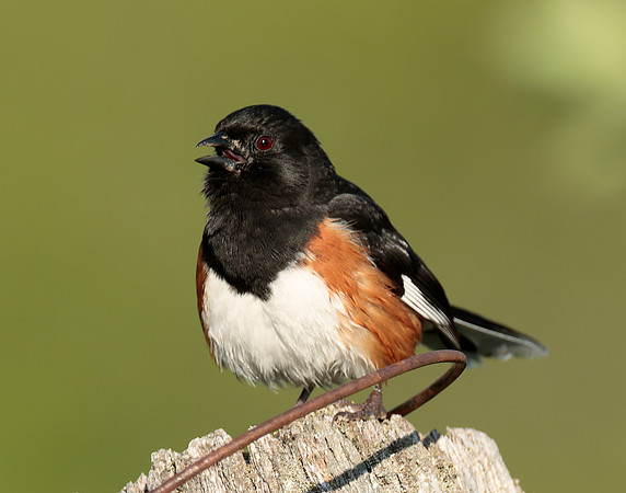 Eastern Towhee Pipilo erythrophthalmus