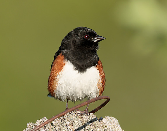 Eastern Towhee Pipilo erythrophthalmus