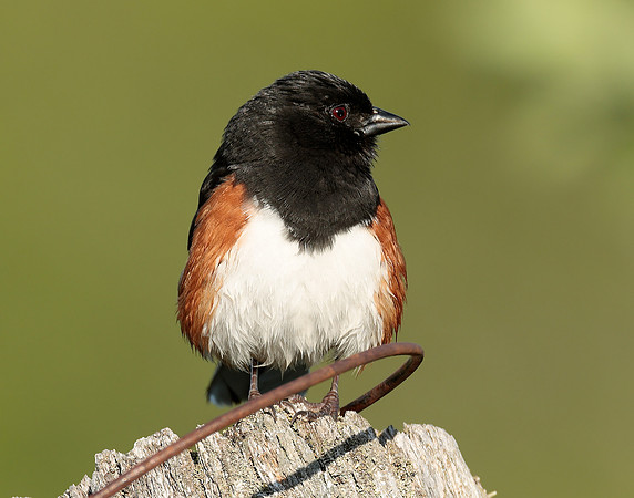 Eastern Towhee Pipilo erythrophthalmus