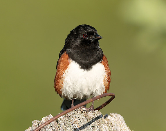 Eastern Towhee Pipilo erythrophthalmus
