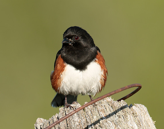 Eastern Towhee Pipilo erythrophthalmus
