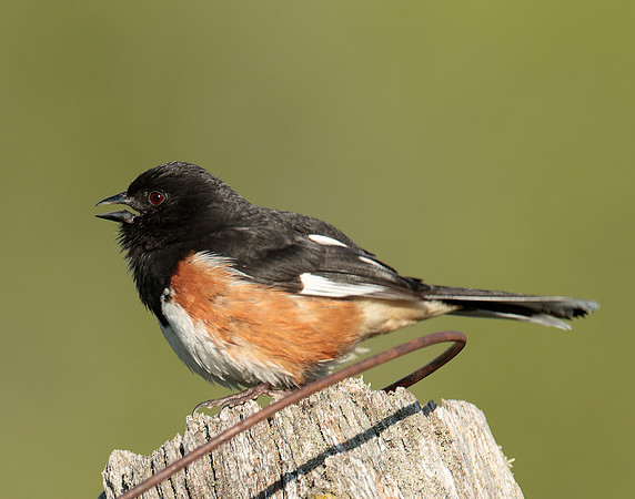 Eastern Towhee Pipilo erythrophthalmus