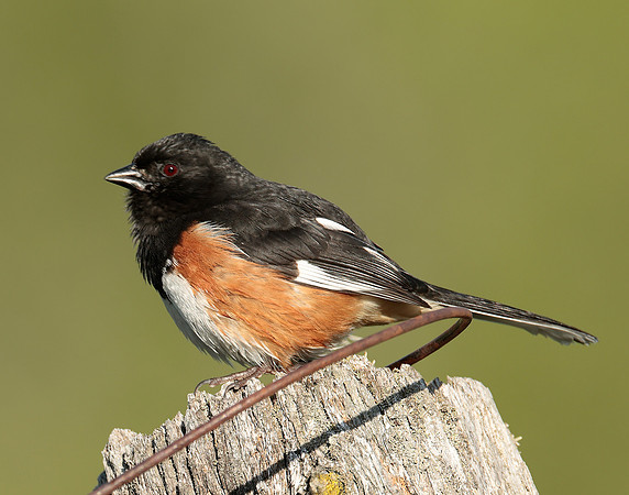 Eastern Towhee Pipilo erythrophthalmus