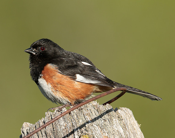 Eastern Towhee Pipilo erythrophthalmus
