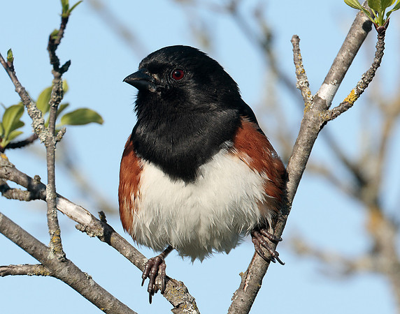 Eastern Towhee Pipilo erythrophthalmus