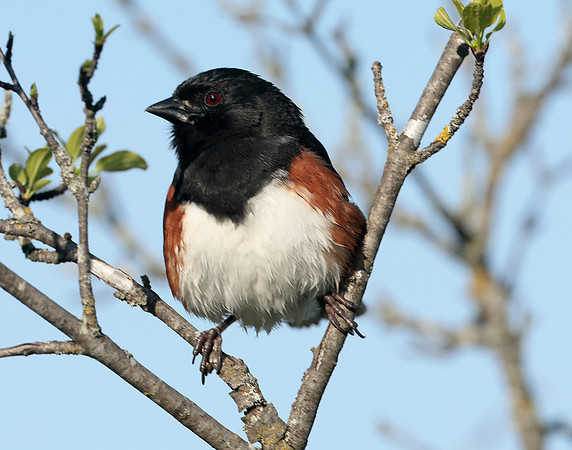 Eastern Towhee Pipilo erythrophthalmus