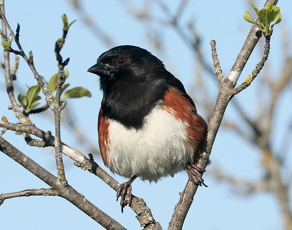 Eastern Towhee Pipilo erythrophthalmus
