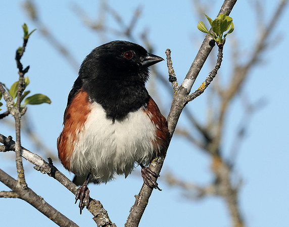 Eastern Towhee Pipilo erythrophthalmus