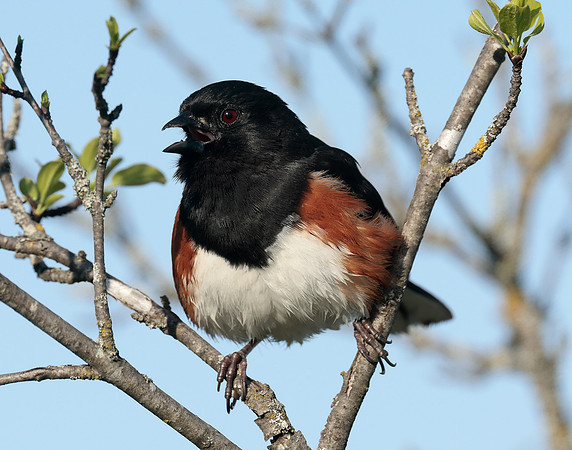 Eastern Towhee Pipilo erythrophthalmus