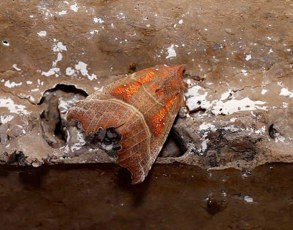 72.001 BF2469 Herald Scoliopteryx libatrix
