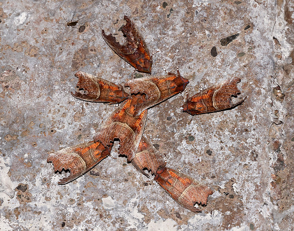 72.001 BF2469 Herald Scoliopteryx libatrix