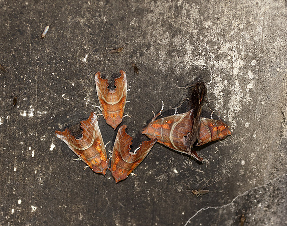 72.001 BF2469 Herald Scoliopteryx libatrix
