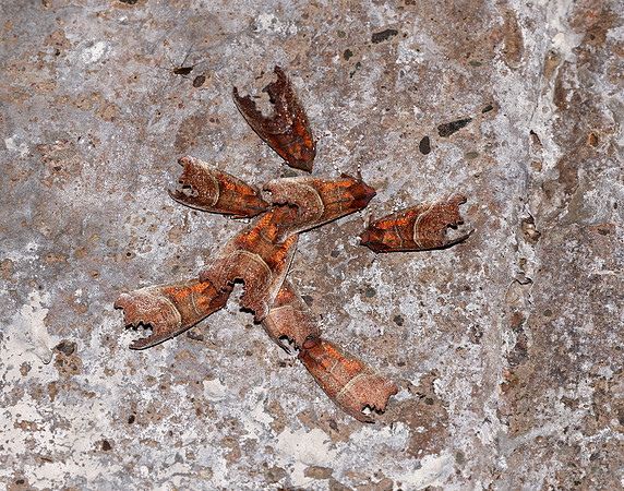 72.001 BF2469 Herald Scoliopteryx libatrix