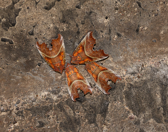 72.001 BF2469 Herald Scoliopteryx libatrix