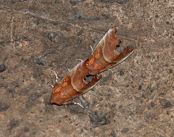 72.001 BF2469 Herald Scoliopteryx libatrix
