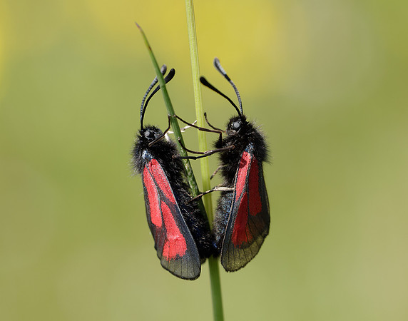 54.004 BF172 Transparent Burnet Zygaena purpuralis