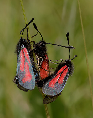 54.004 BF172 Transparent Burnet Zygaena purpuralis