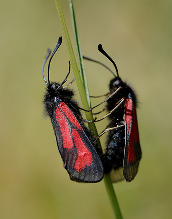 54.004 BF172 Transparent Burnet Zygaena purpuralis