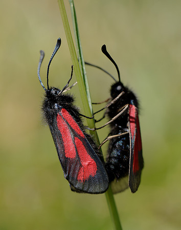 54.004 BF172 Transparent Burnet Zygaena purpuralis
